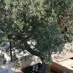 Teodora House Noto